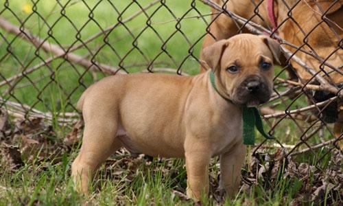 狗场犬、实验犬免费领养？小心被骗！