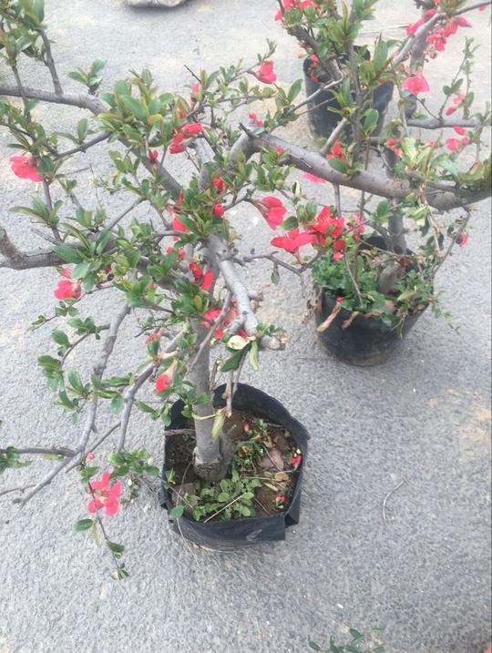 农村大集上的花草绿植，看看现在农村人都种啥新奇玩意？