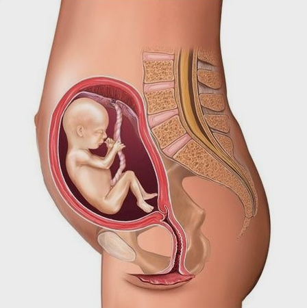 在几个明显期做胎教对胎儿发育更好