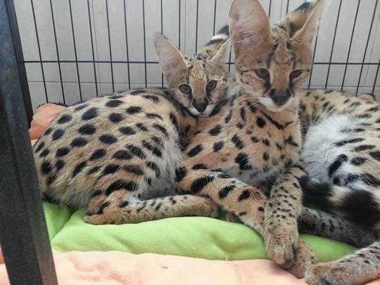 最贵的猫：萨凡纳猫，繁育困难像小型猎豹是皇室的座上宾