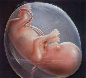 胎儿大小和什么有关