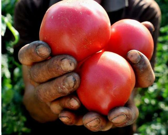 如何挑选自然成熟的西红柿 如何挑选自然成熟的西红柿