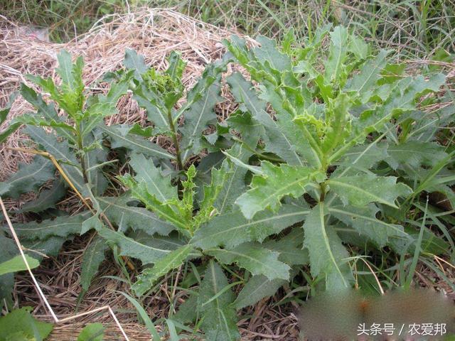 孩子秋季经常流鼻血是怎么回事