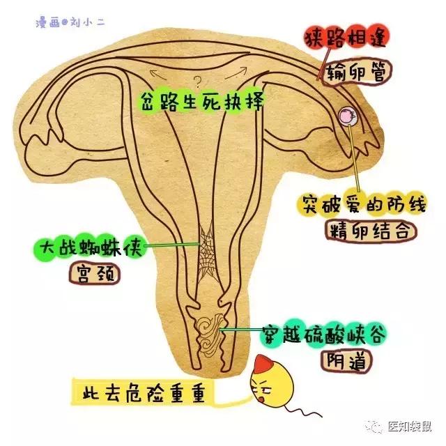 患有轻度慢性宫颈炎如何备孕