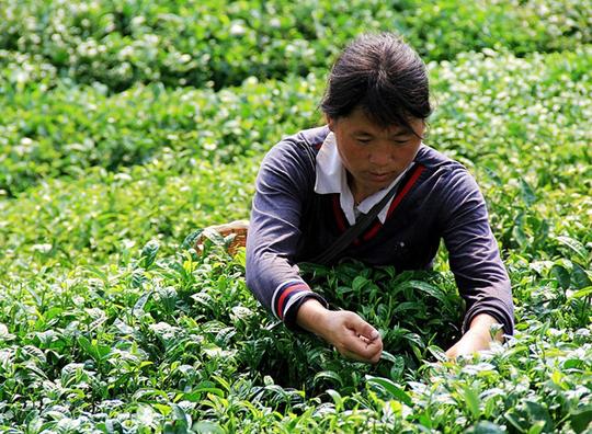 农家妇女茶园帮忙采茶，每天100元还得手脚快