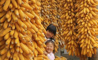 东北地区开种“天价玉米”，是普通玉米的20倍