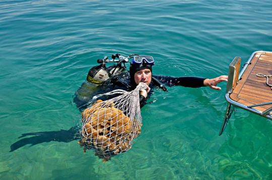海边小镇靠捞海绵赚钱，当地人捞了300年依旧值钱