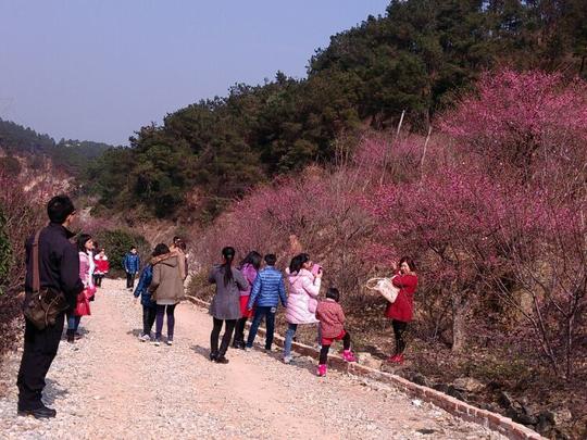 福州鼓岭梅花园双色梅