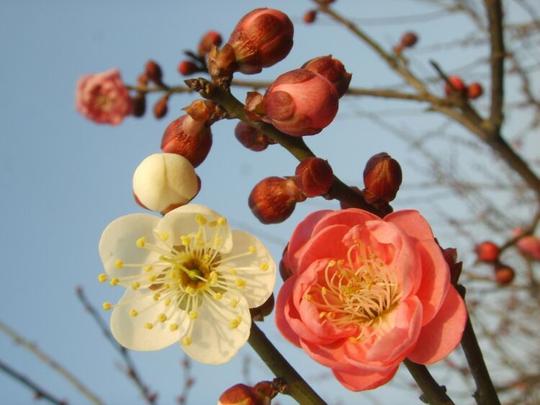 福州鼓岭梅花园双色梅
