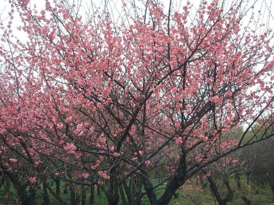 福州鼓岭梅花园双色梅