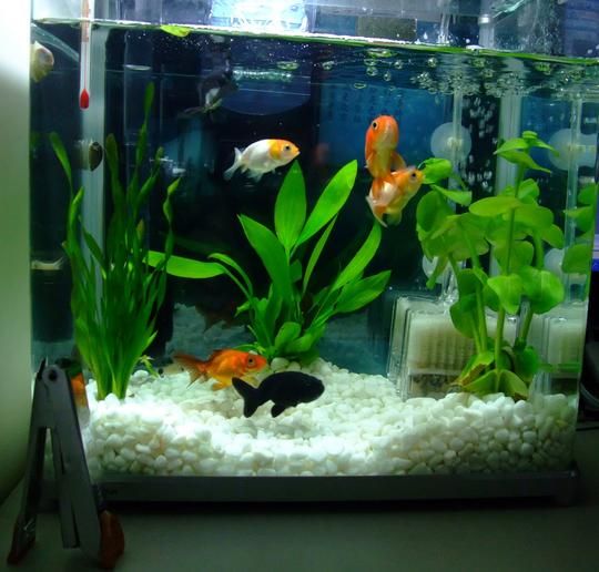 鱼缸属风水物住所养鱼学问大