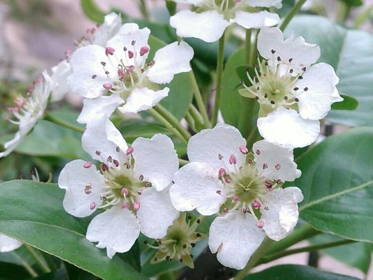 福州鼓岭梅花园双色梅