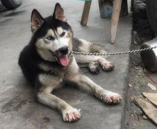 好心建议狗主带着狗狗去看一下皮肤病，却被呵斥不要多管闲事！