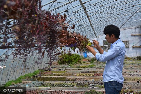 山东日照：90后小夫妻农村自主创业种多肉植物，年利润超五十万