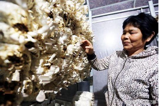 农民大妈不种地不种菜种植它，亩产8000元，年入几十万