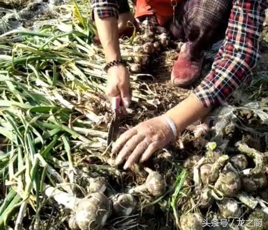 农民地里种植“它”全身是宝，亩收益3千，属种植行业最赚钱的？