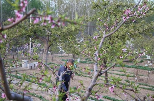 7张农村地里干活照片，内涵丰富，直入人心，不久前拍摄的