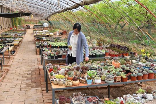 大学生夫妻“蜗居”小山村培育多肉植物，月收入二万多元