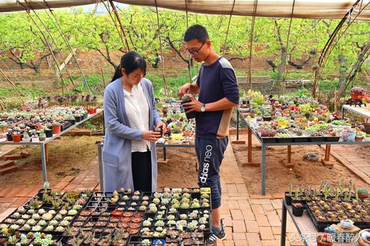 大学生夫妻“蜗居”小山村培育多肉植物，月收入二万多元