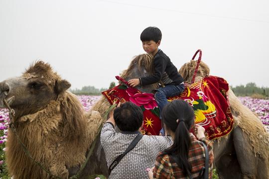 夫妻靠一只骆驼经营摄影生意，农村是个大市场，年入十万元