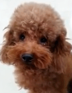 泰迪小色狗搞笑可爱萌萌哒gif