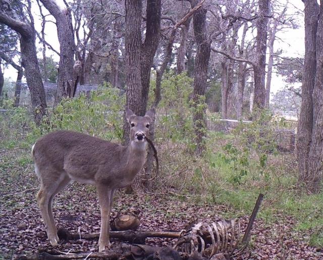 宝宝首次吃肉的时间段是几个月 宝宝首次吃肉的时间段是几个月