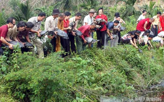 爱心人士的放生，1000多条毒蛇和2000多只各种珍禽小鸟