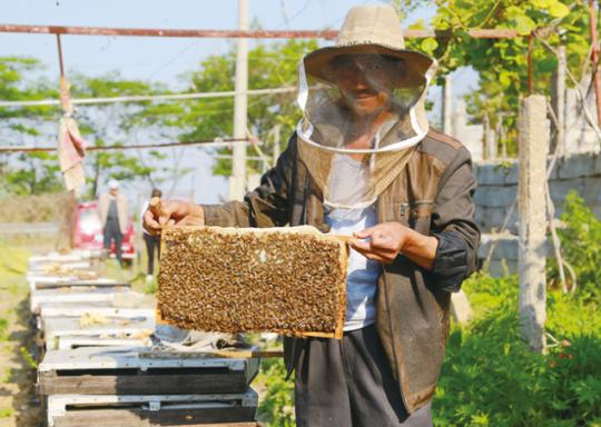 蓬莱七旬养蜂人与蜜蜂近五十年的故事