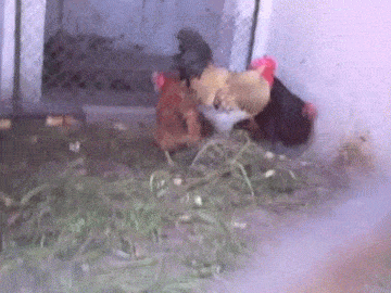 坐月子该吃炖公鸡母鸡还是母鸡 坐月子该吃炖公鸡母鸡还是母鸡