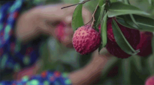 荔枝病是什么症状