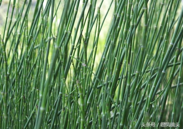 8个月的宝宝可以和蜂蜜水吗