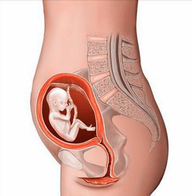 胎儿在妈妈肚子里每天在干什么
