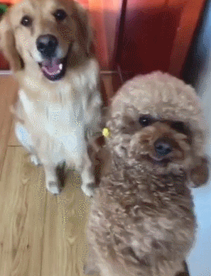 泰迪小色狗搞笑可爱萌萌哒gif