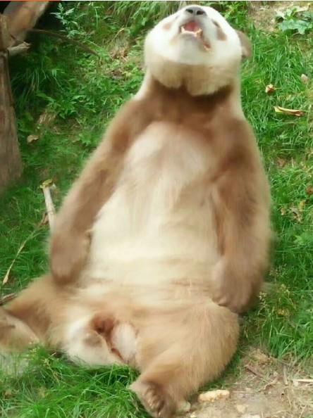 熊猫七仔：我可能是个假熊猫越晒越白不过本宝宝是有彩色照片的哦