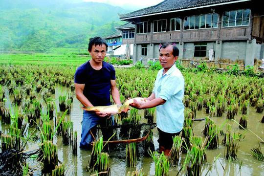 散户一亩水稻田净赚529块，专家建议农民要想赚钱还是流转土地