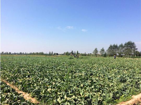 会宁：白草塬上高原夏菜圆了小康梦