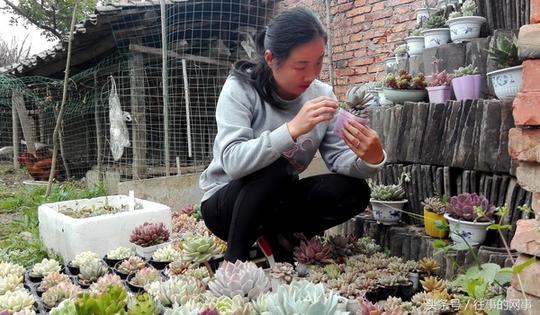 汉中80后“花心”夫妻潜心种多肉，年收入50万