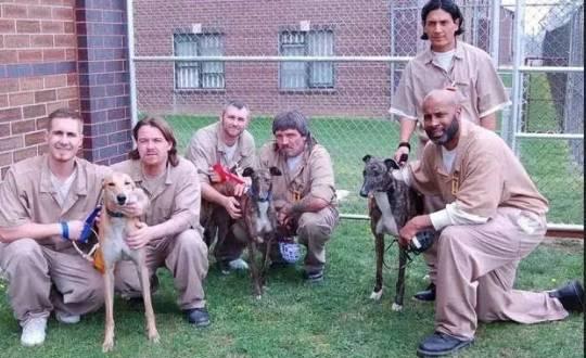 澳洲监狱搞不定重刑犯，干脆关门放恶犬以暴制暴，场面让人惊呆！