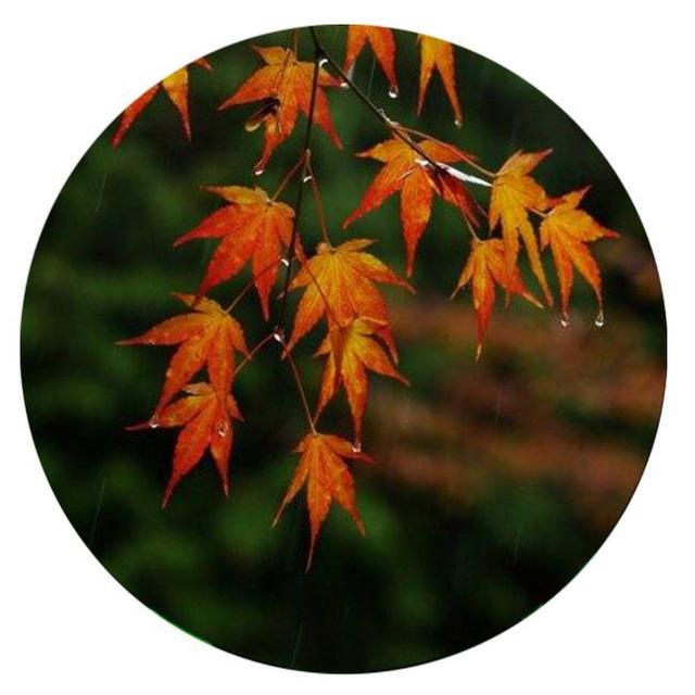 描写秋雨的诗句有哪些 描写秋雨的诗句有哪些