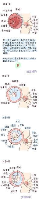 孕40周胎儿发育情况是什么样的