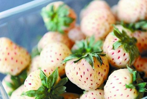 菠萝莓的营养价值