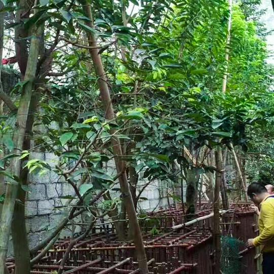 中国沉香之乡——广东电白！带你了解沉香中的贵族——奇楠！