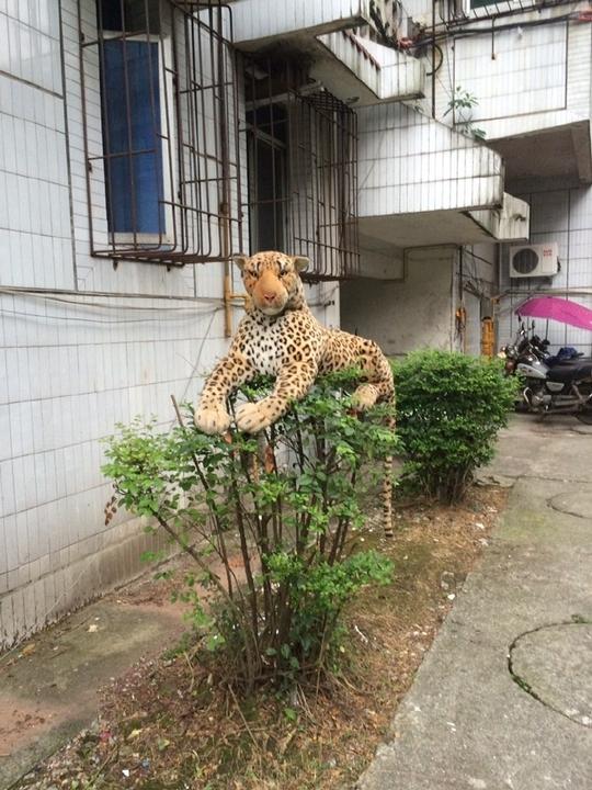 下班回家，看见家楼下趴着一只豹子，惊不惊喜？意不意外？