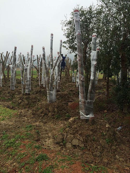 农村闲置土地不要浪费乡下小伙创业种植花木坚持终有回报