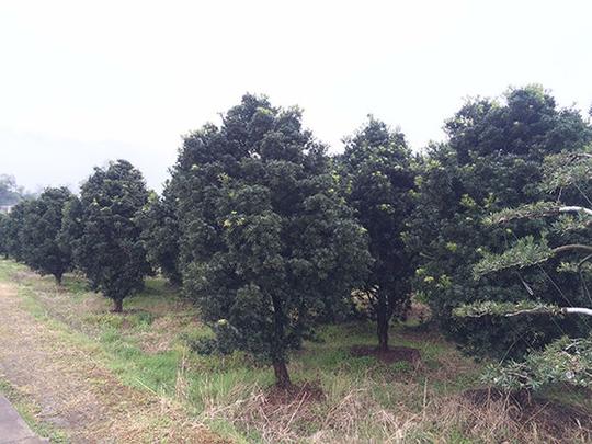农村闲置土地不要浪费乡下小伙创业种植花木坚持终有回报