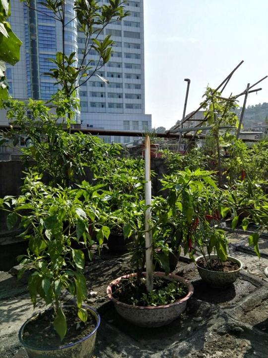 往楼顶运土累成了狗，终于可以吃上有机蔬菜了！