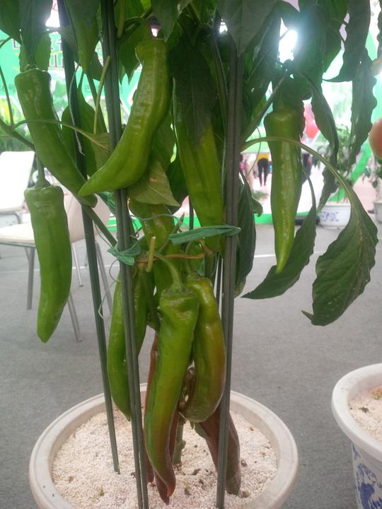 大棚蔬菜变盆栽蔬菜，一亩净赚十万元