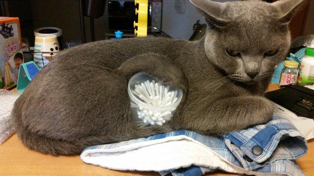 猫咪的身体为什么能像液体一样软