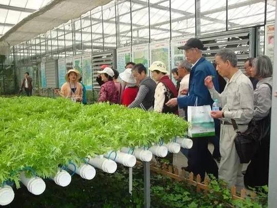 摆地摊买什么好？多肉利润惊人！