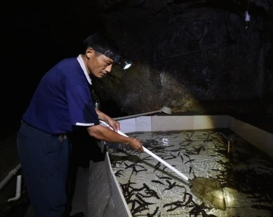 一年纯利36万，江苏男废矿洞建娃娃鱼养殖场，实现创业梦
